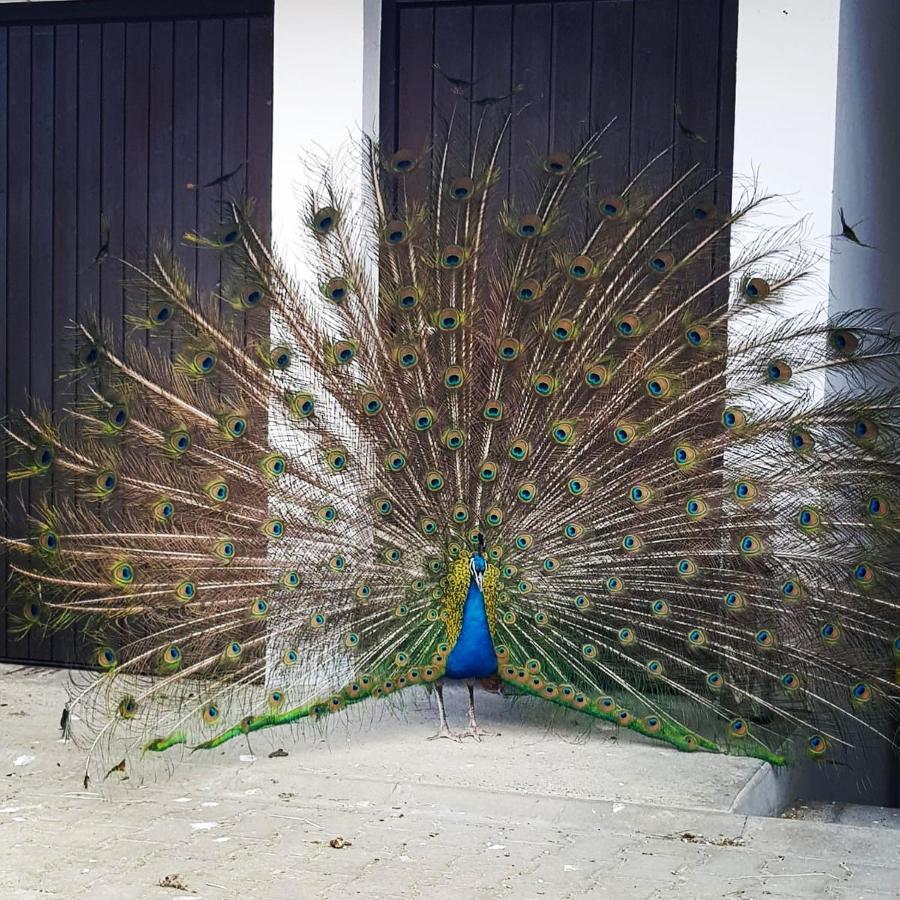 Peacock Lodge Wain Bagian luar foto